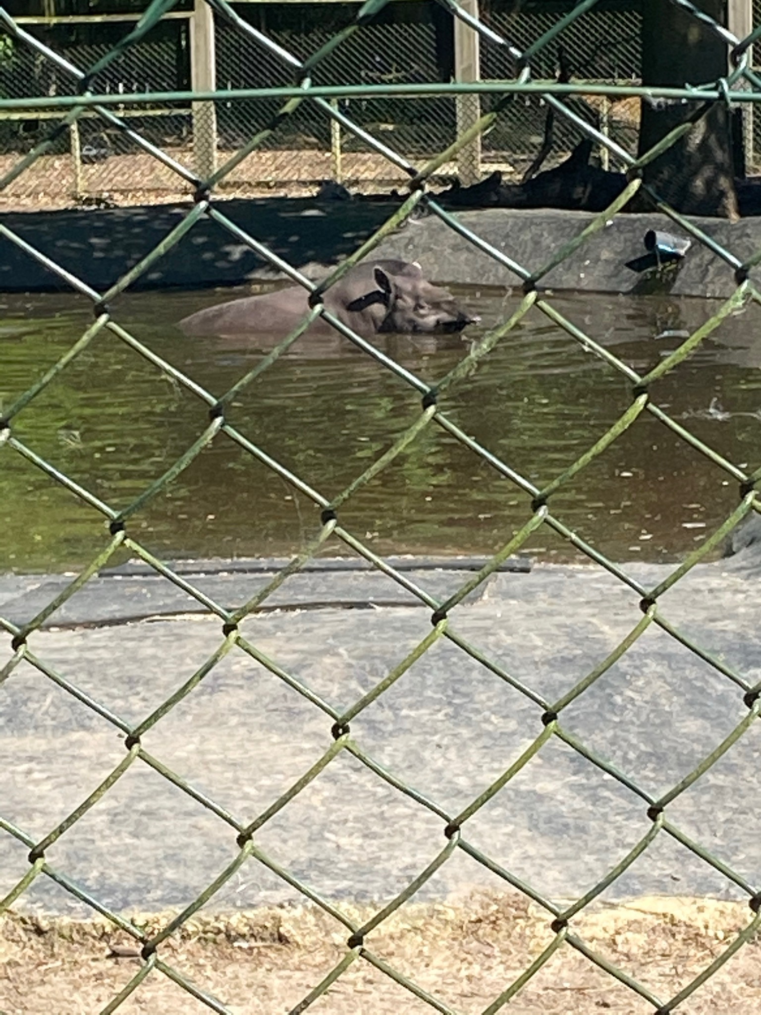 Tapir swimming