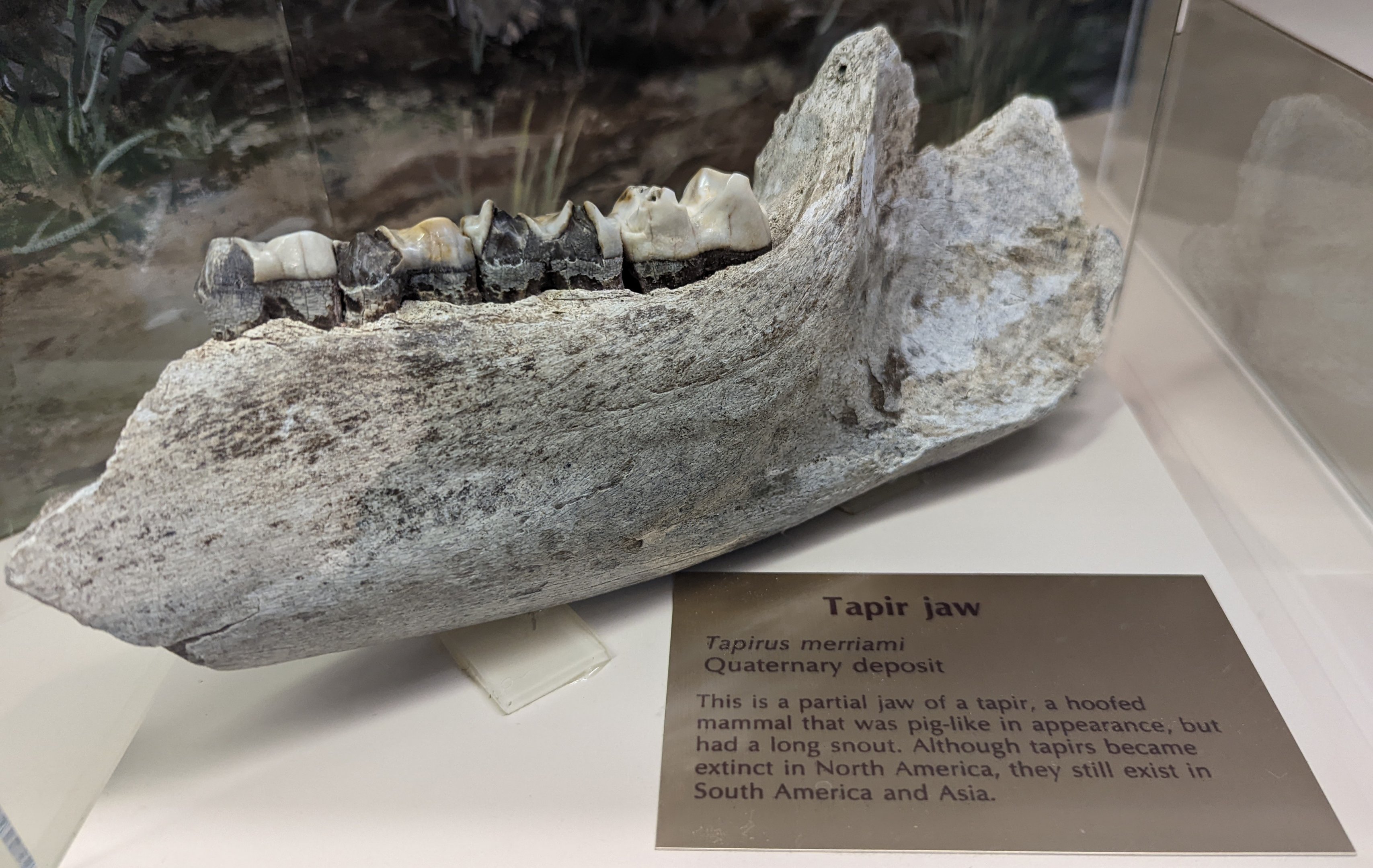 Tapir (Tapirus merriami) jaw