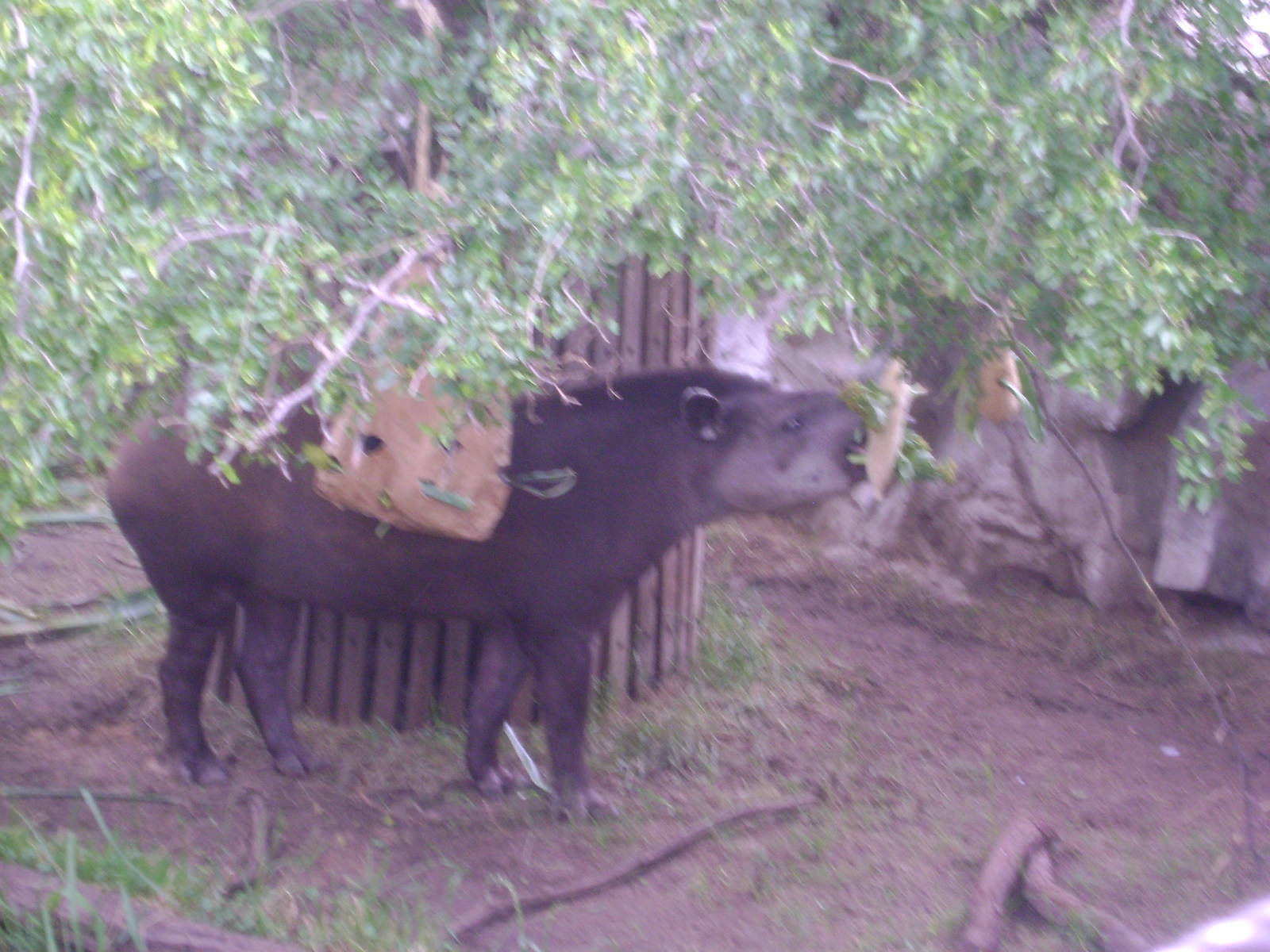 Tapir (Tapirus terrestris) - Temaiken