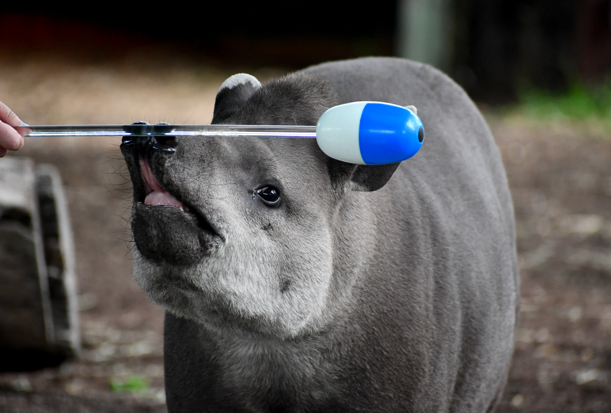 tapir target training
