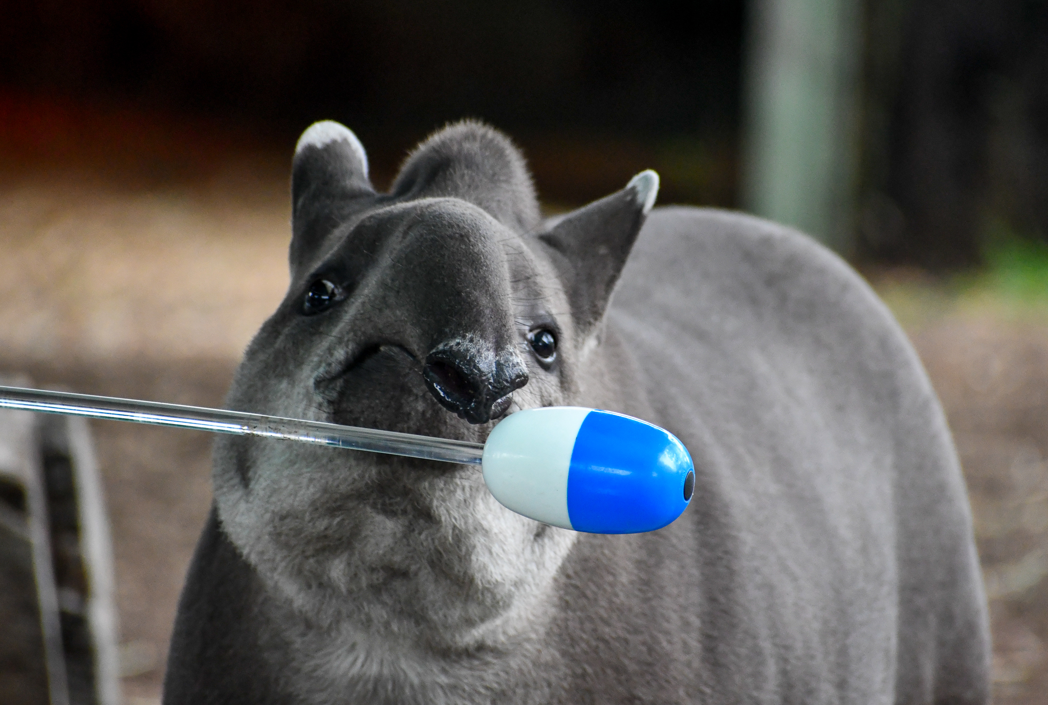 tapir target training