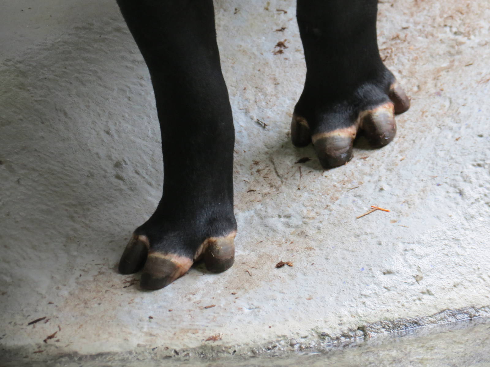 Tapir toes