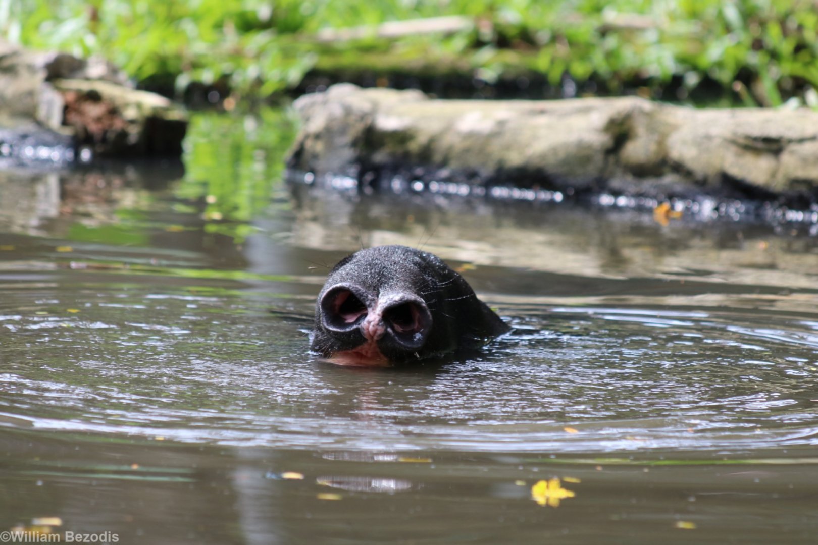 Tapir Underwater