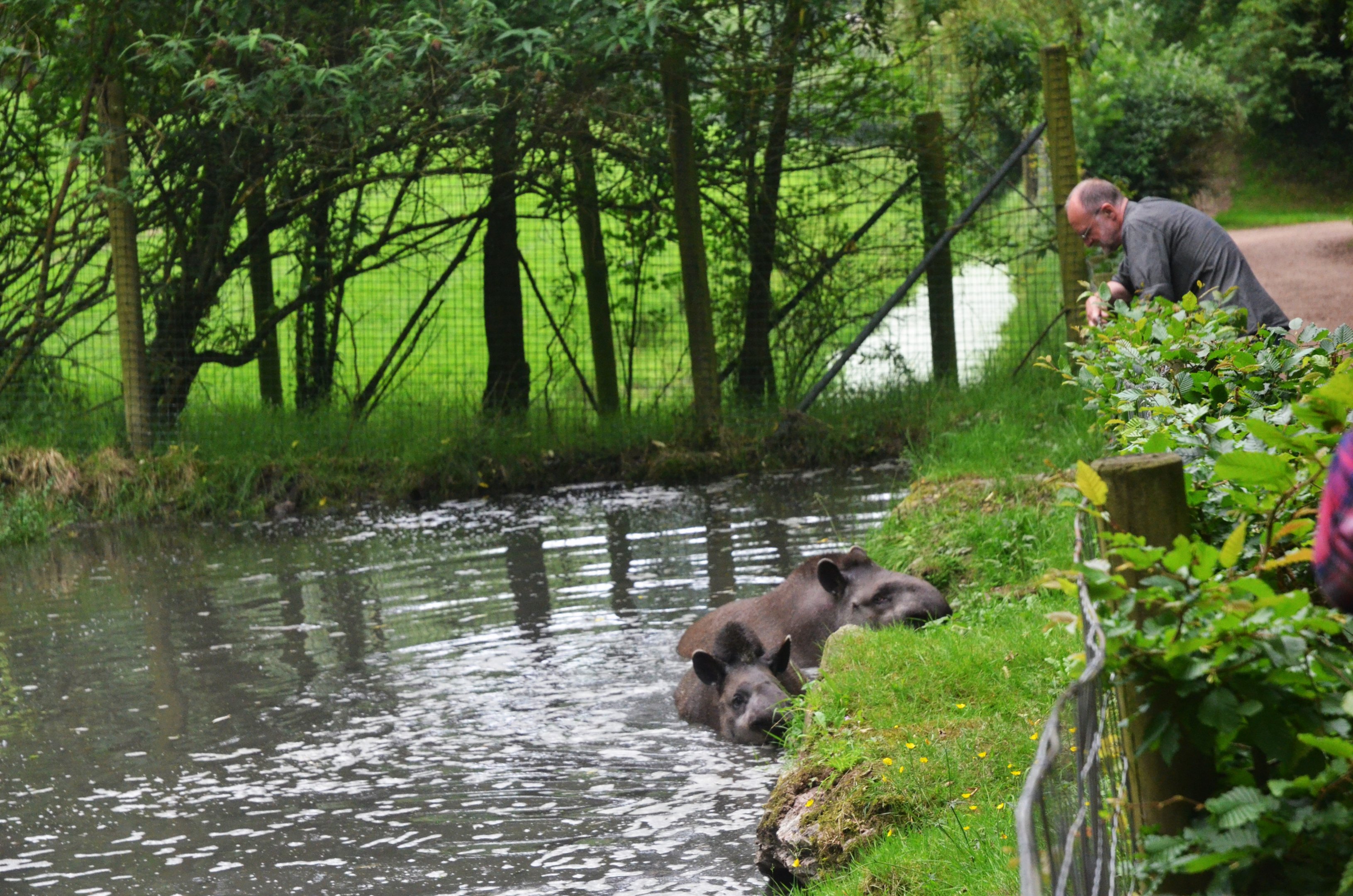 Tapir Viewing at CERZA, 10/06/18
