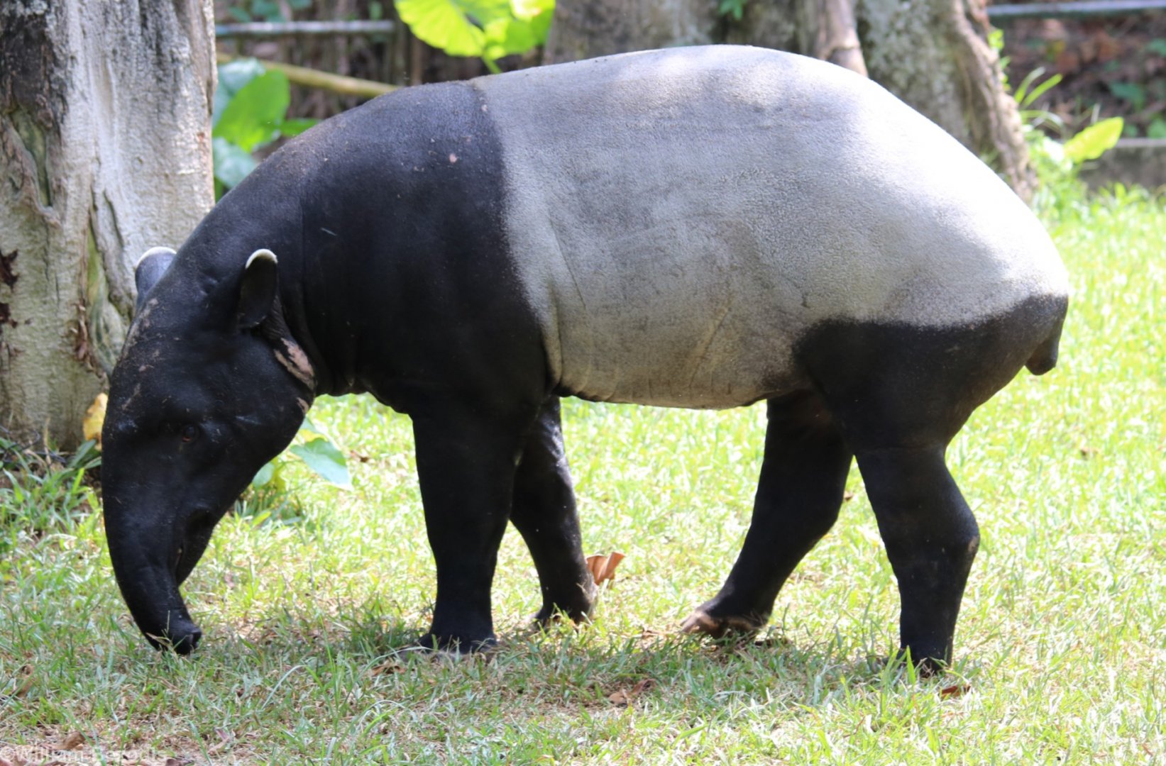 Tapir With Injuries