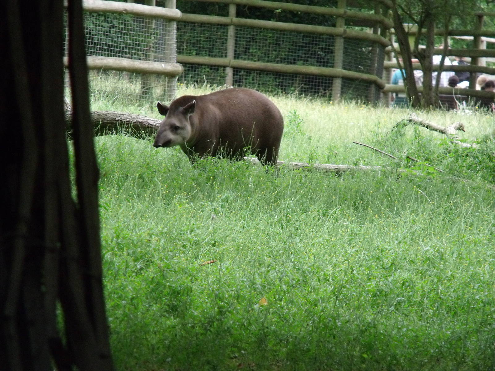 Tapir