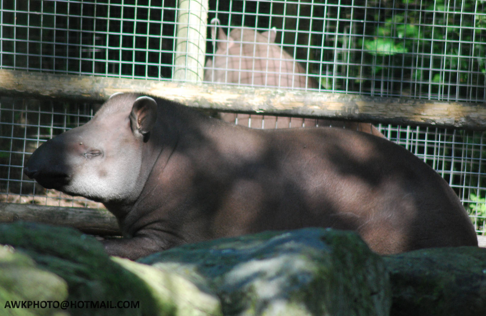 Tapir