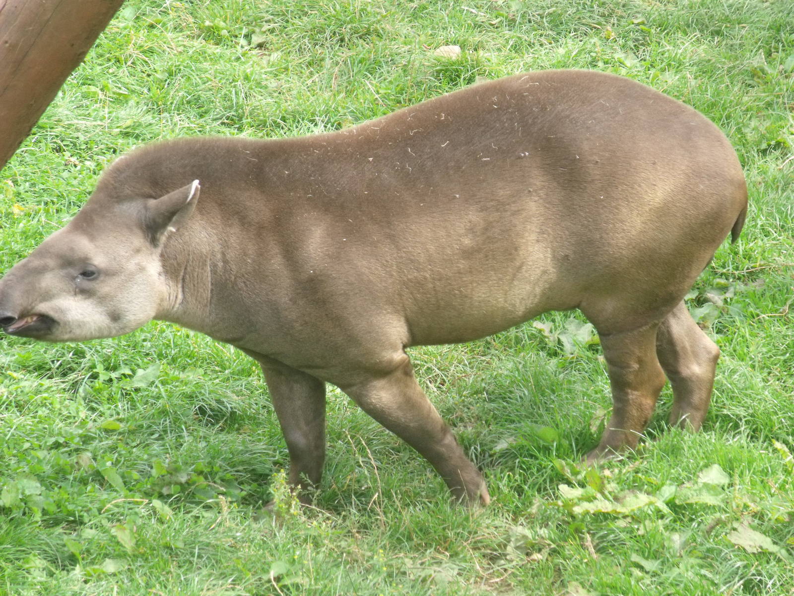 Tapir