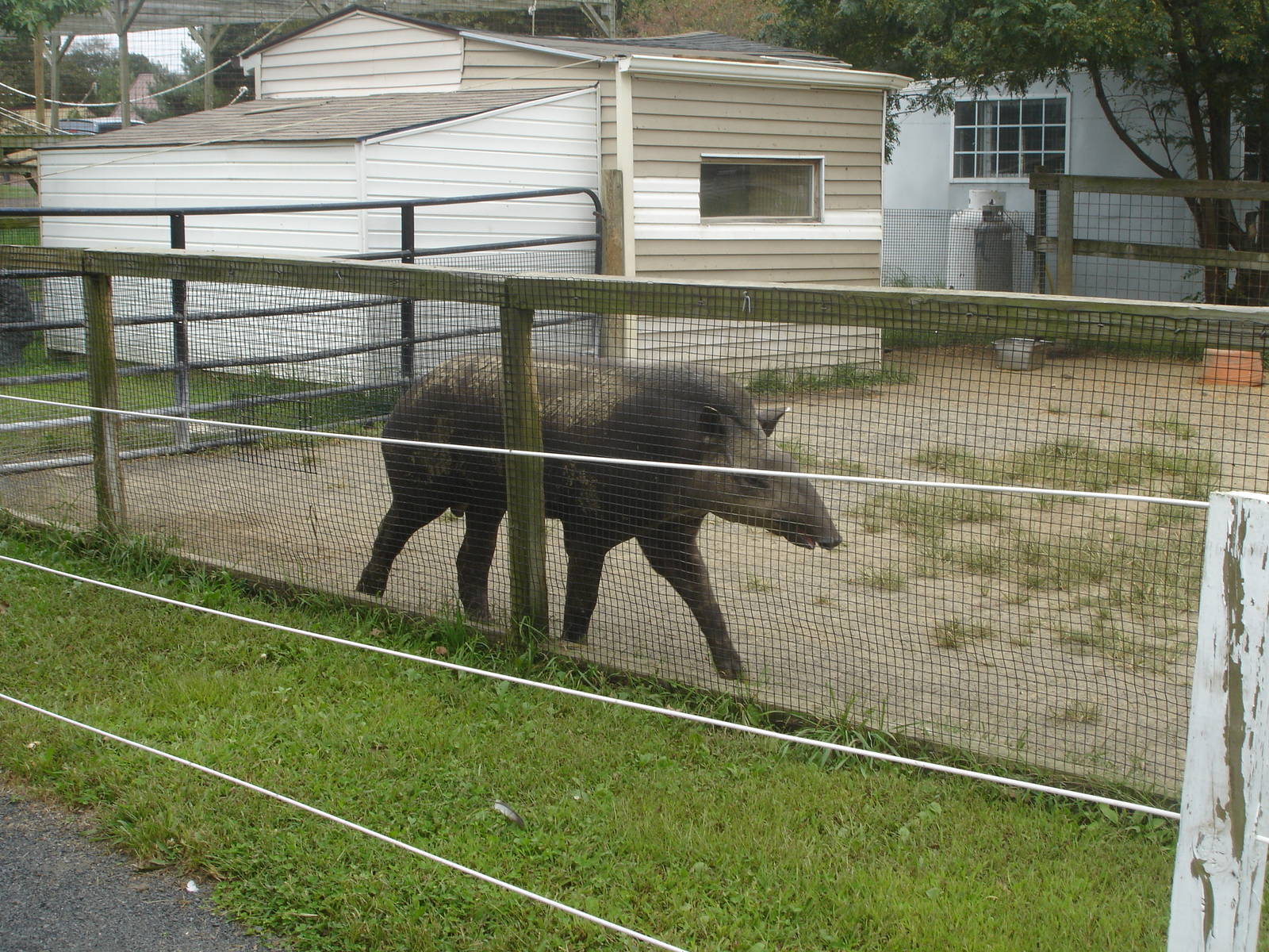 Tapir