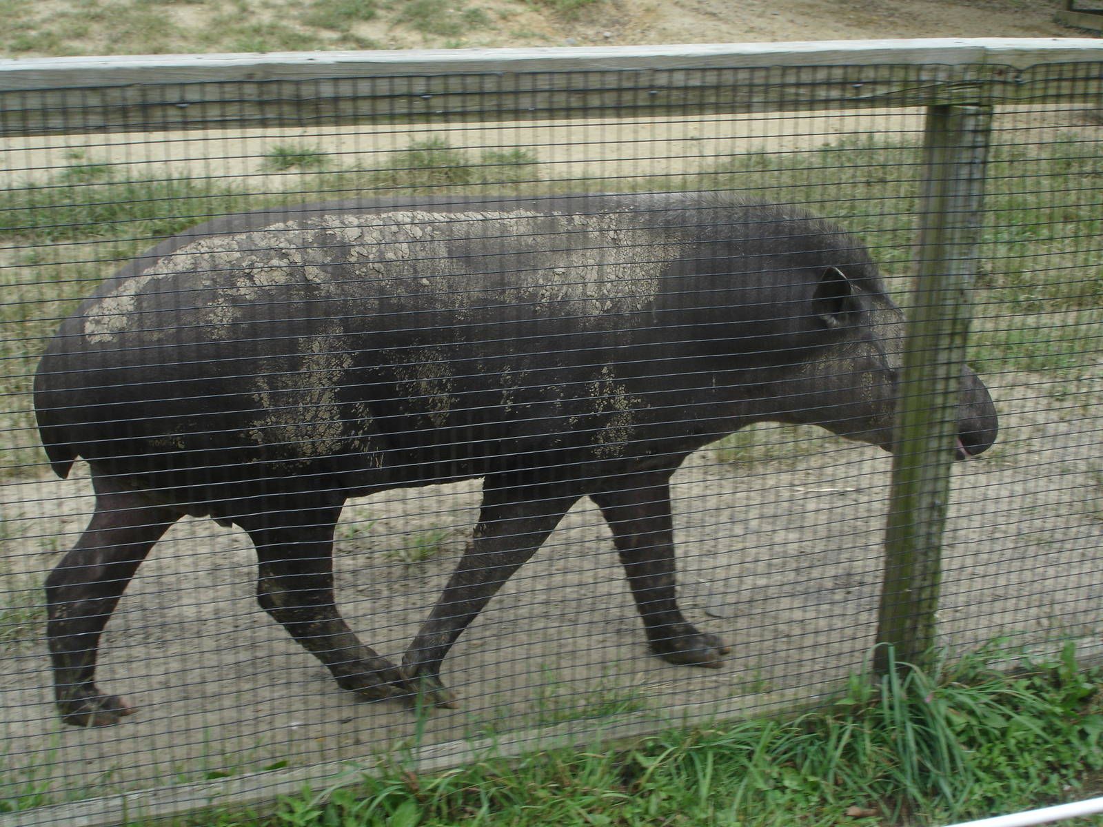 Tapir