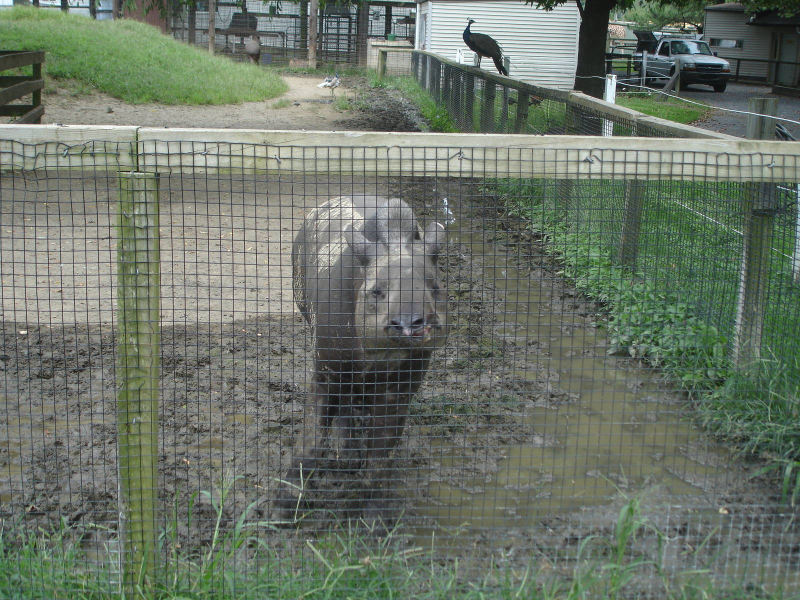 Tapir