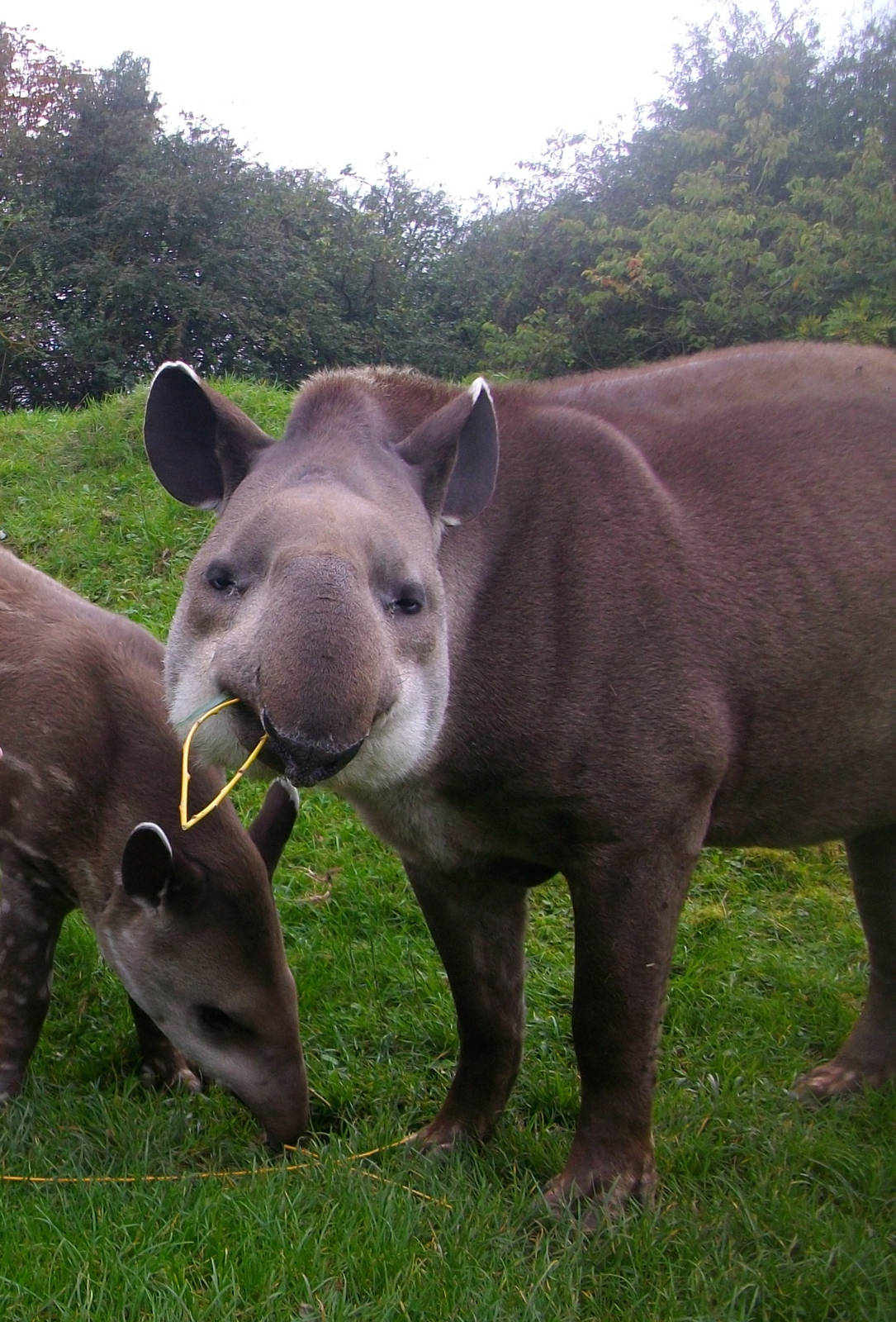 tapir