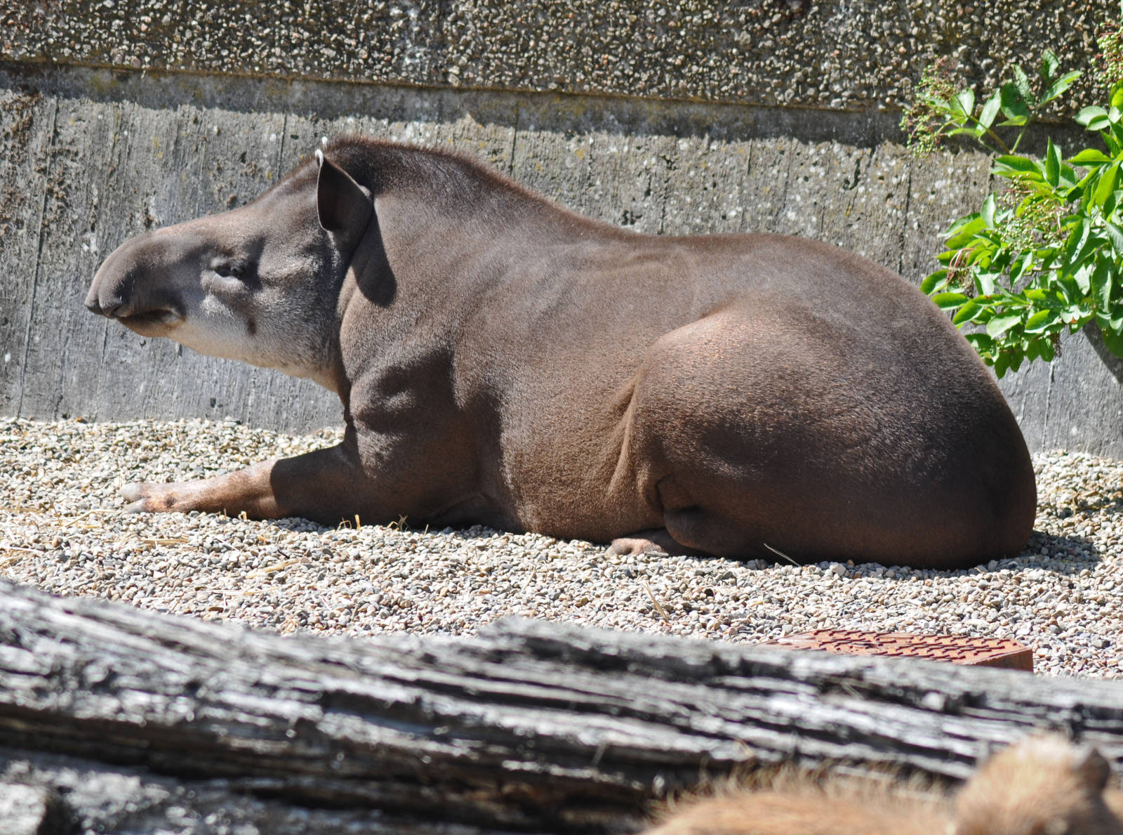TAPIR