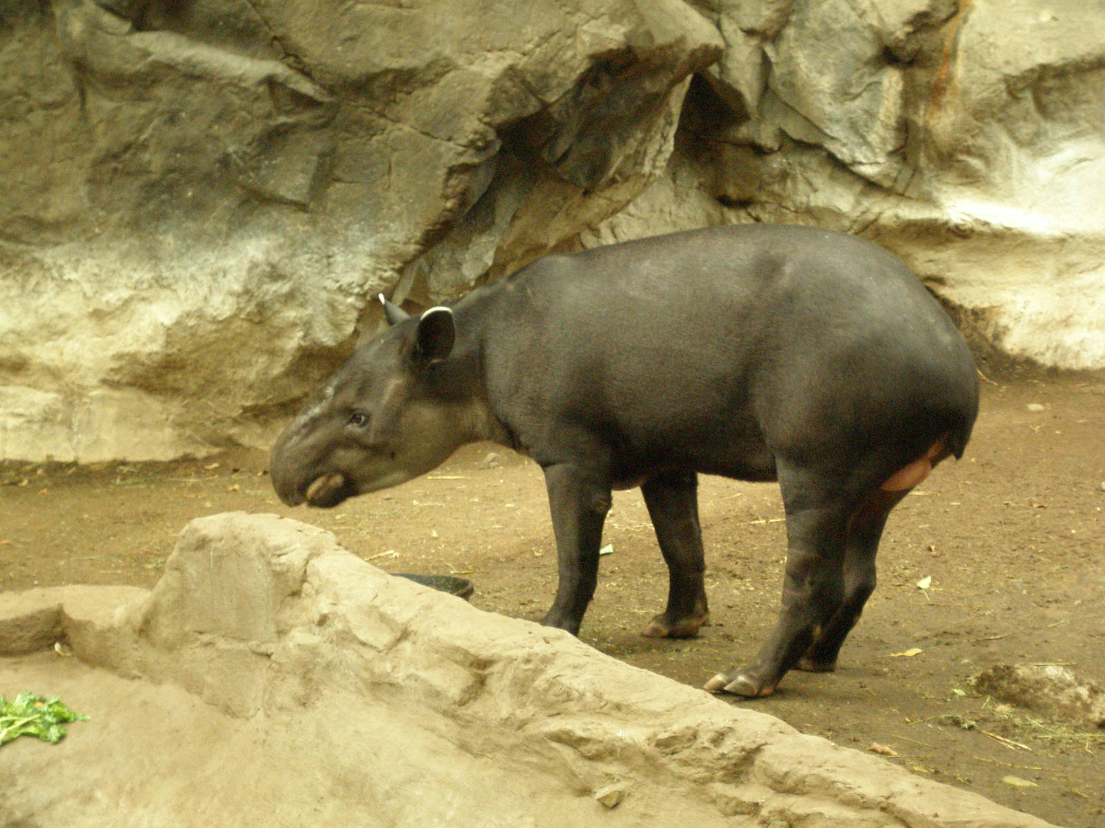 tapir