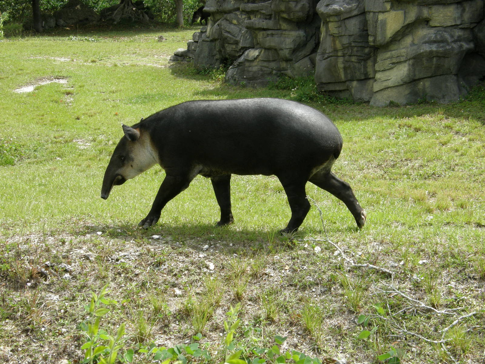 tapir
