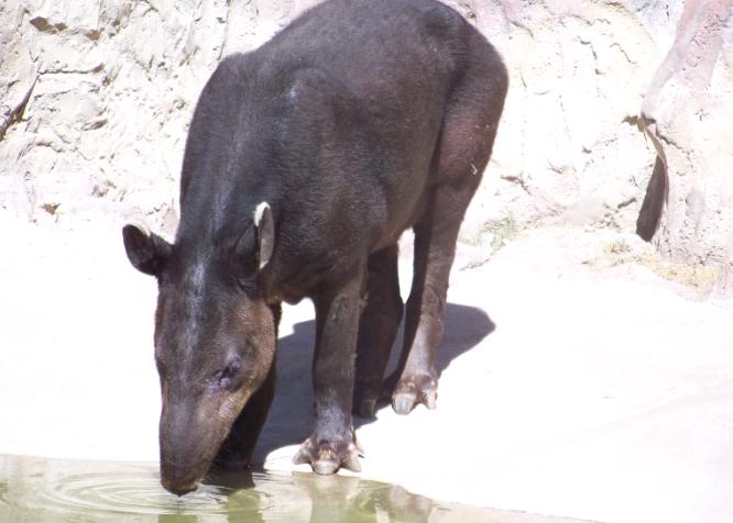 Tapir