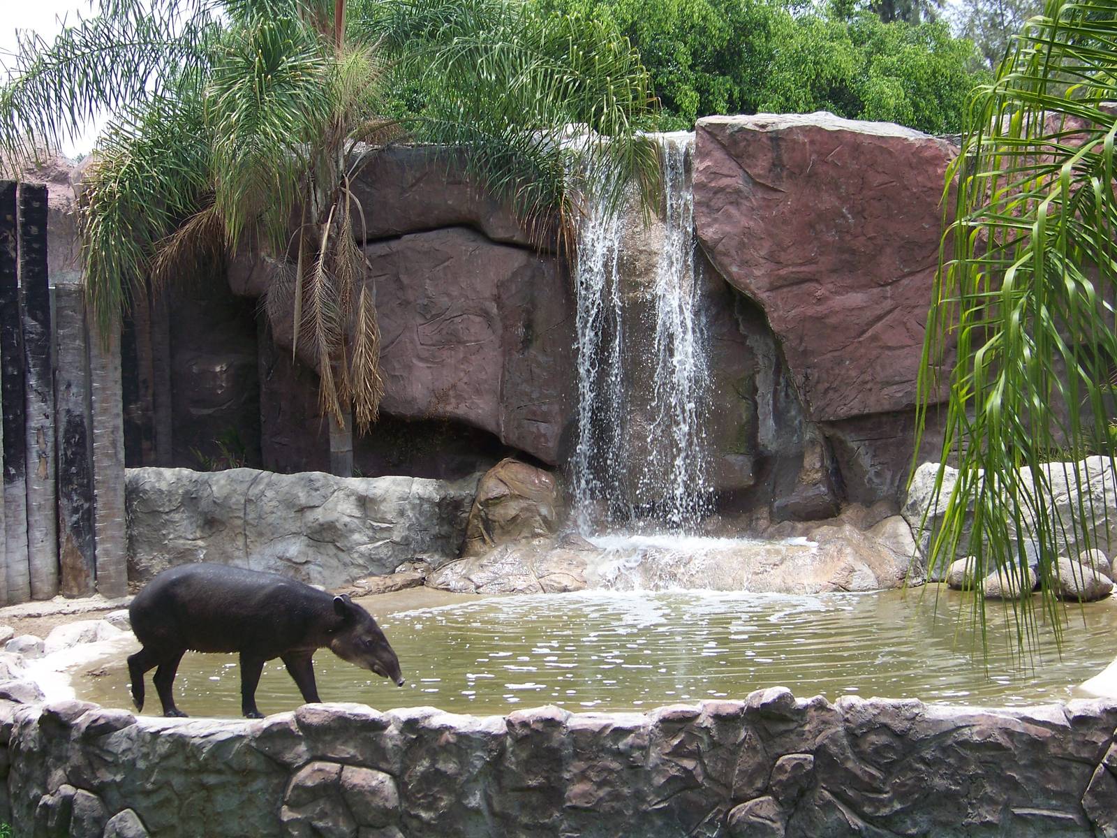 Tapir