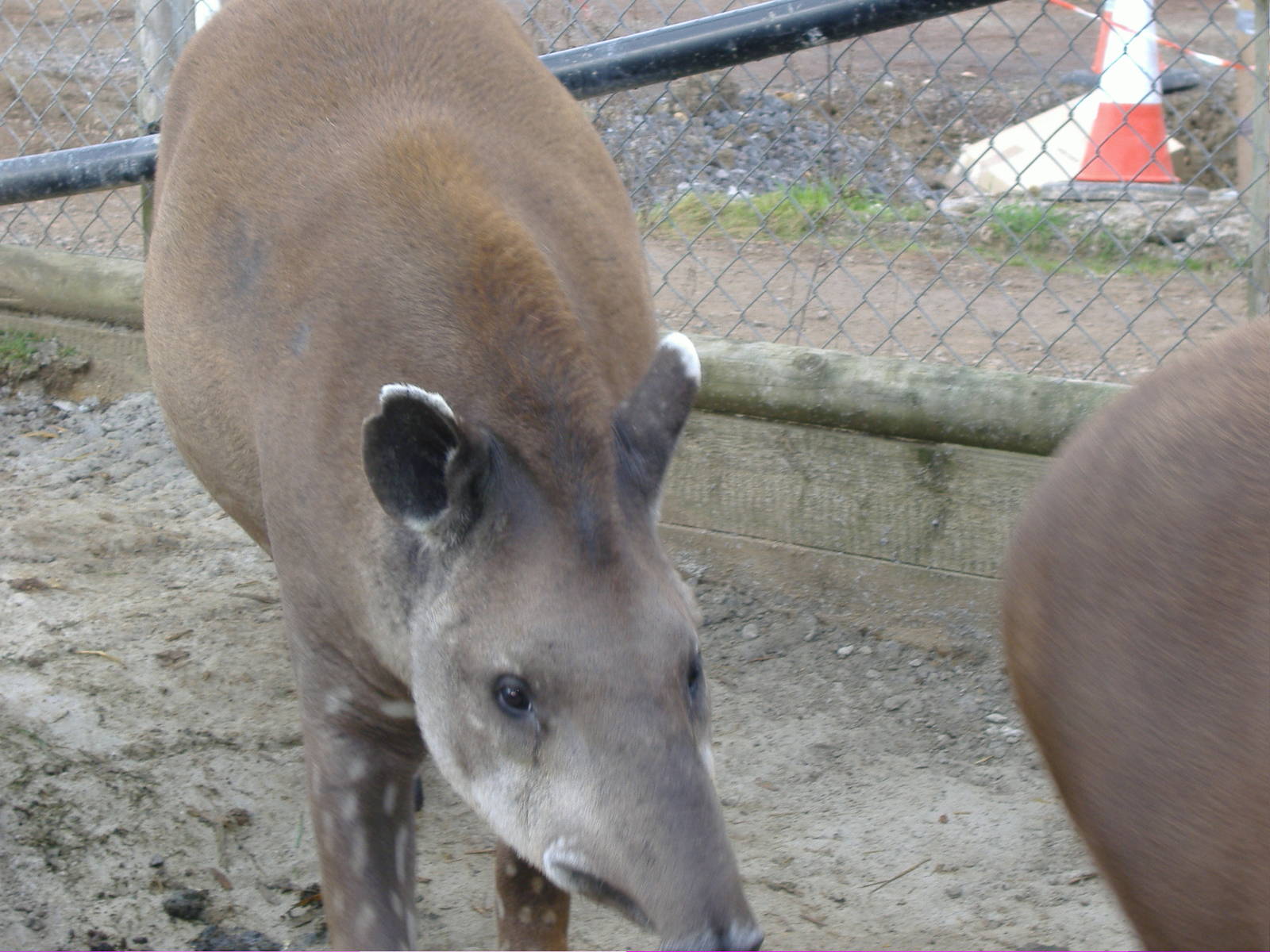 Tapir
