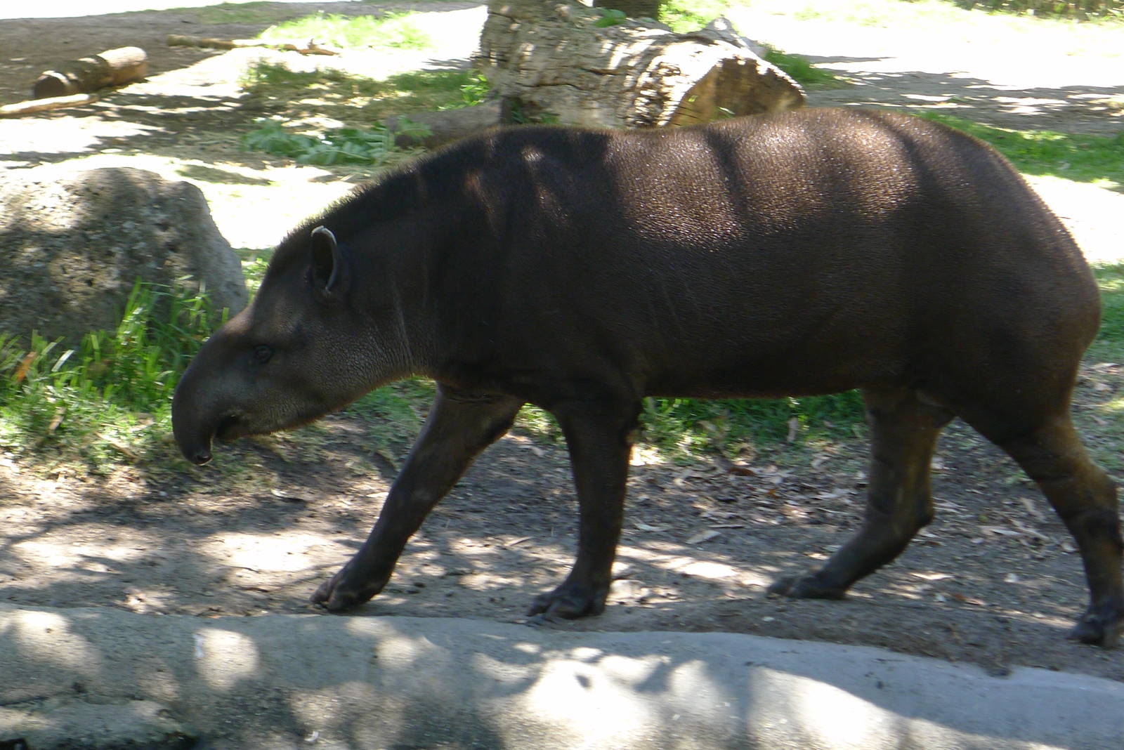 Tapir
