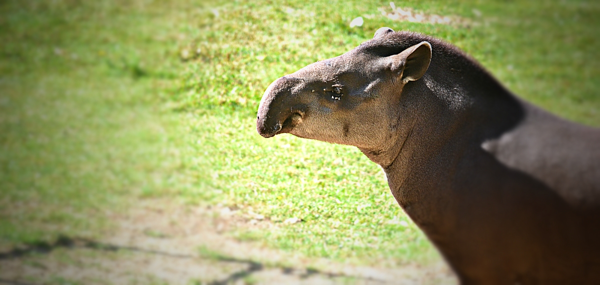 TAPIR