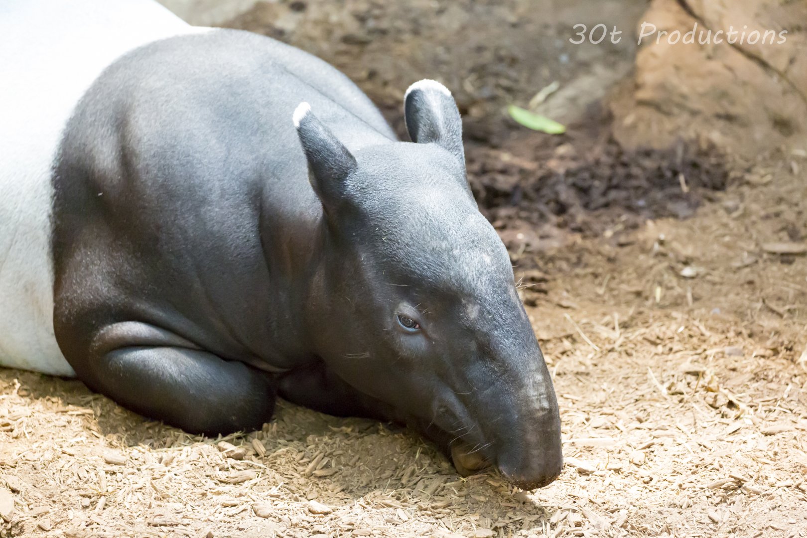 Tapir