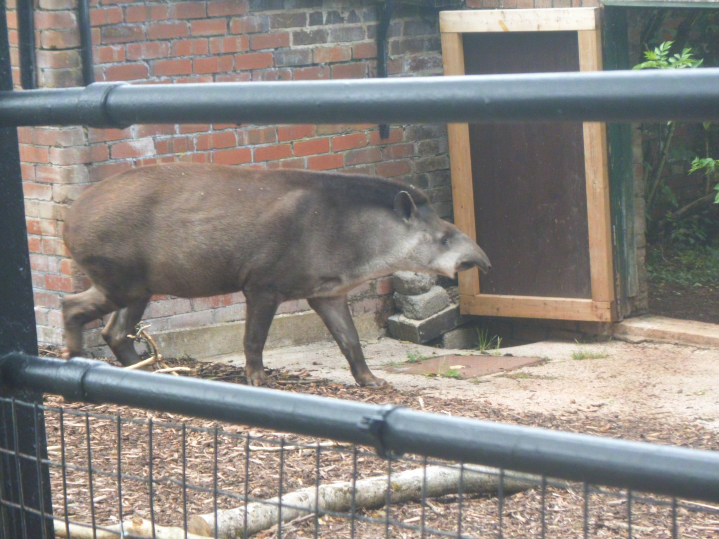 Tapir