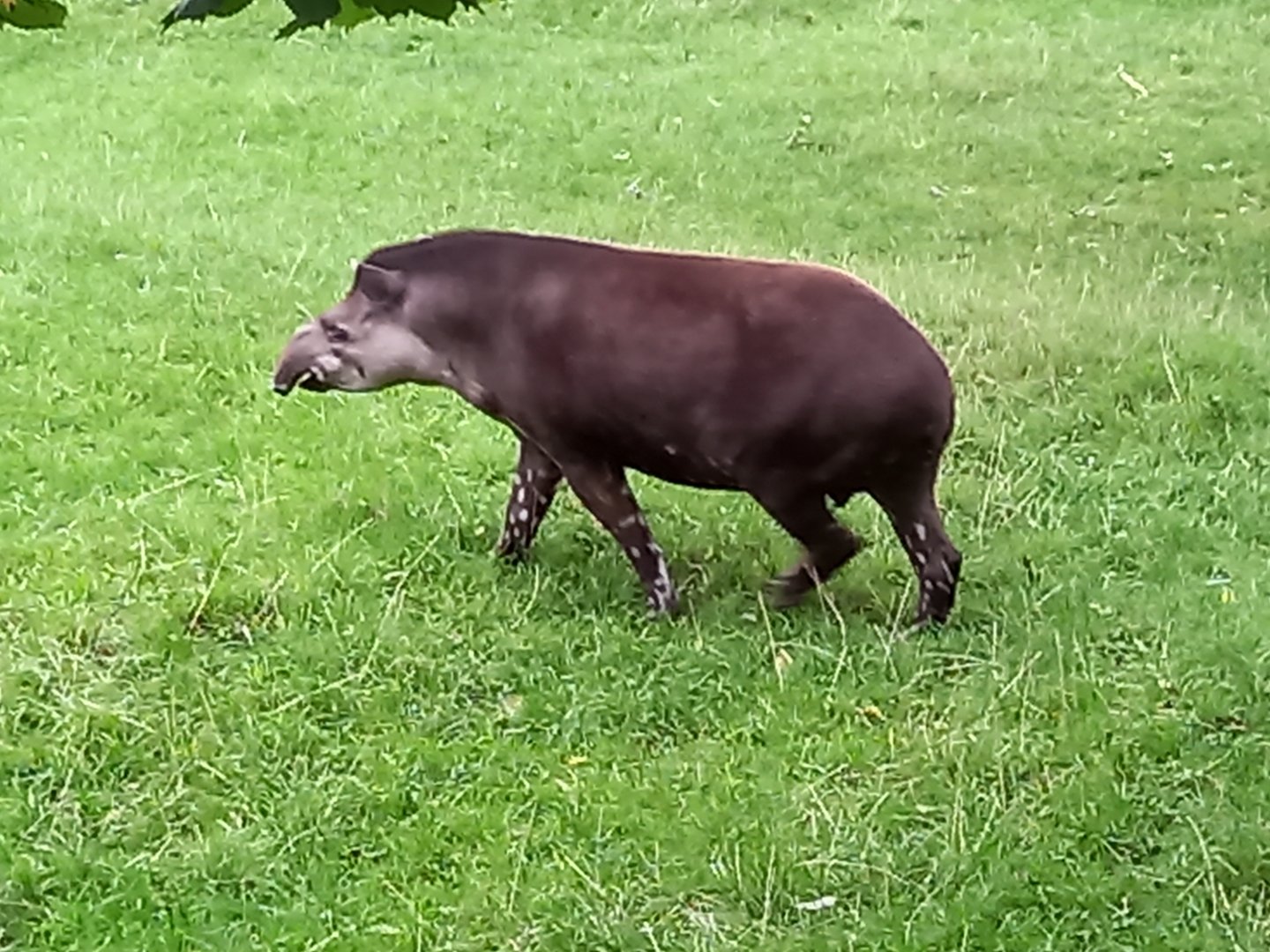 Tapir