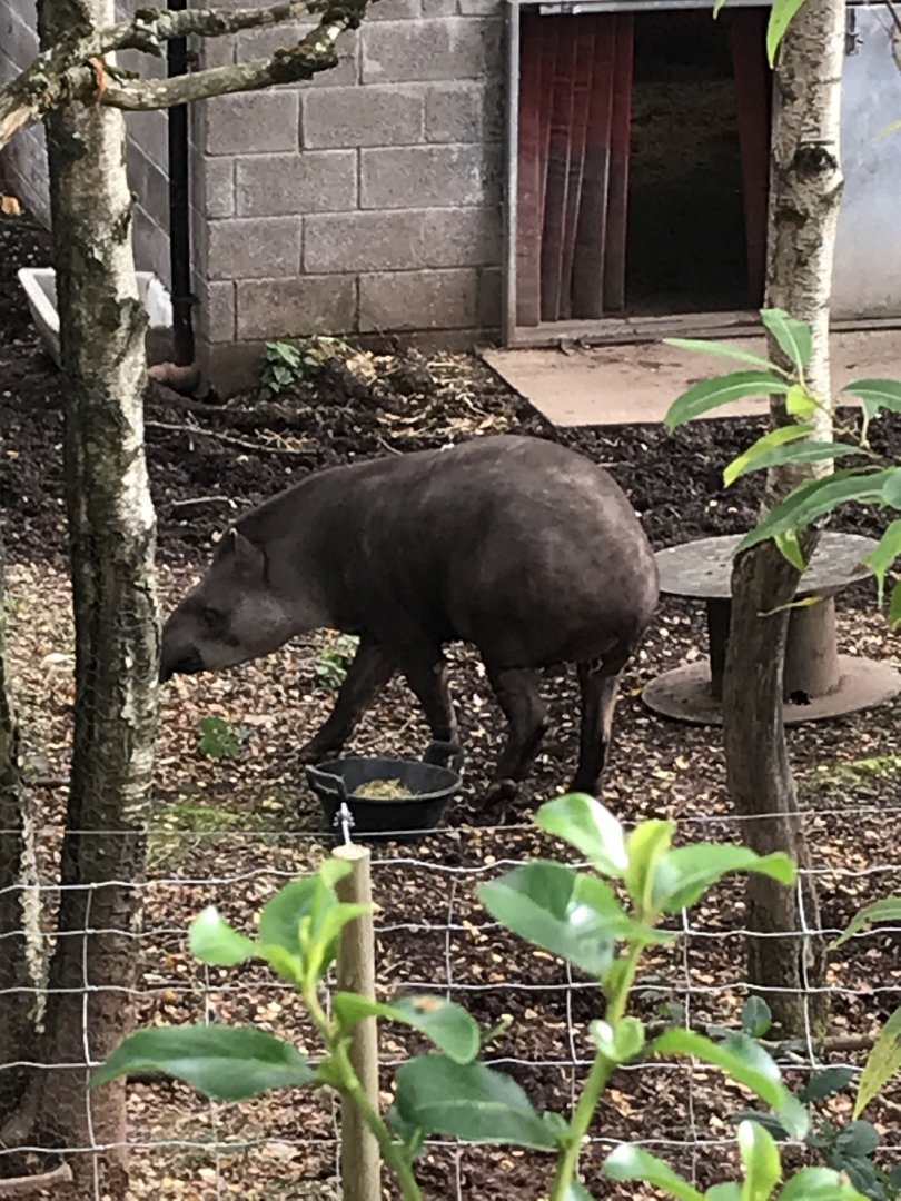 Tapir