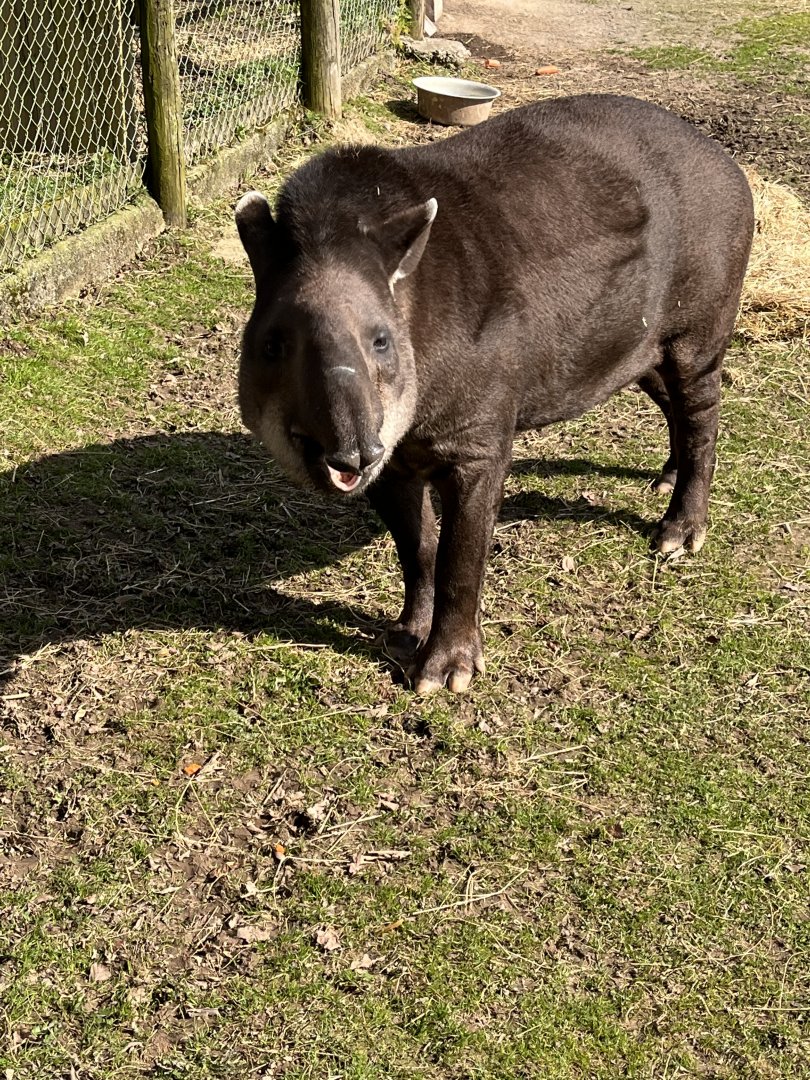 Tapir
