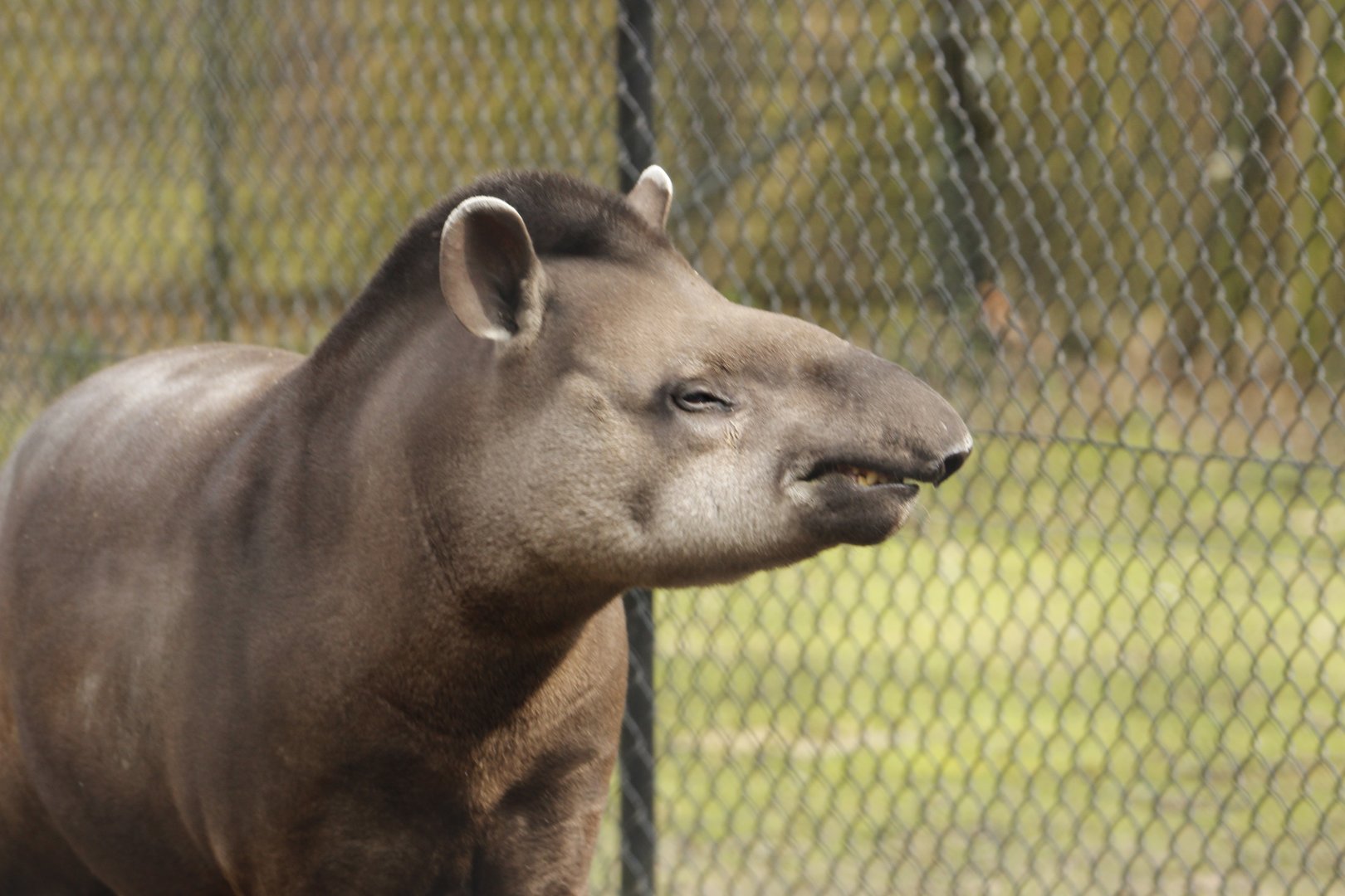 Tapir