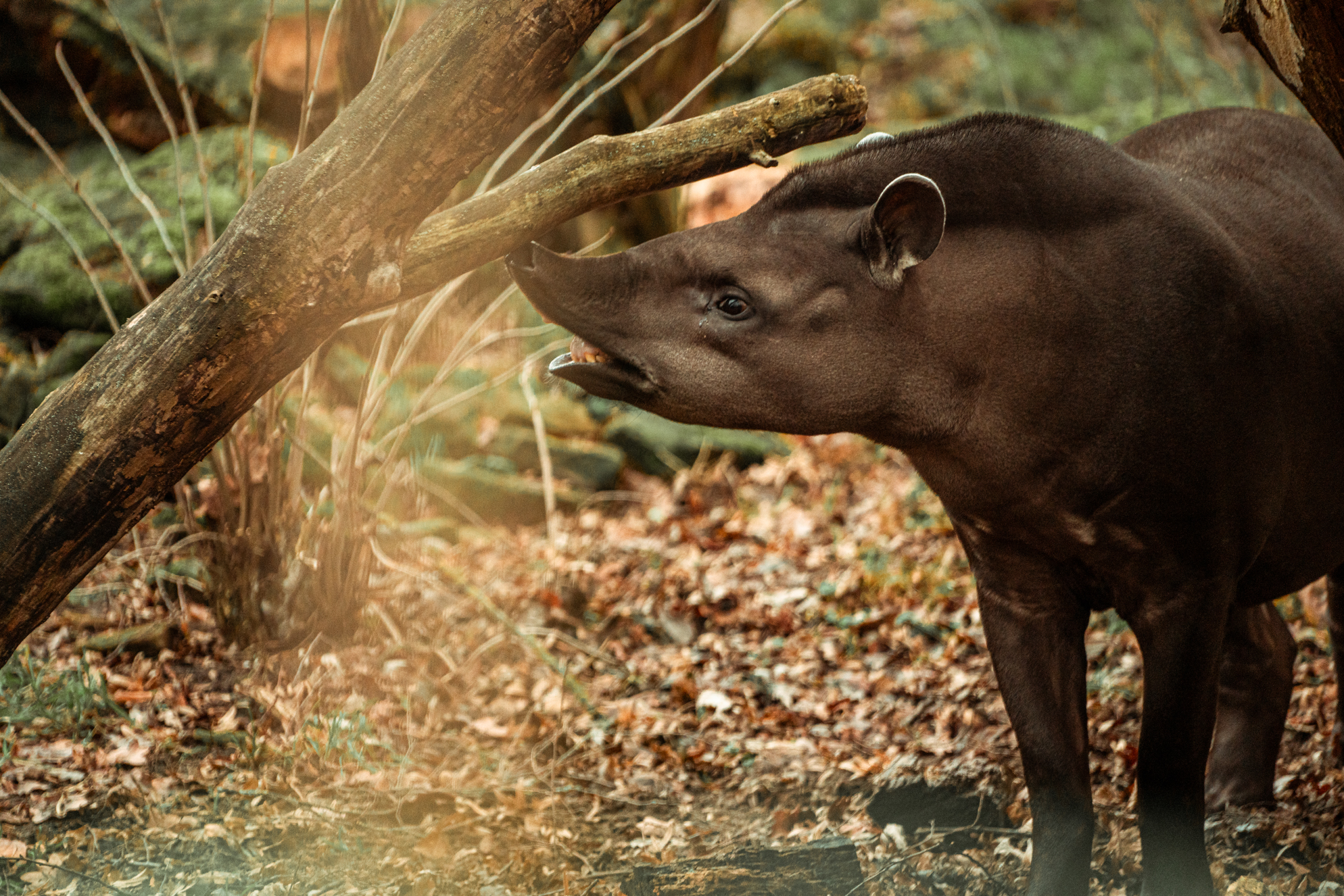 Tapir