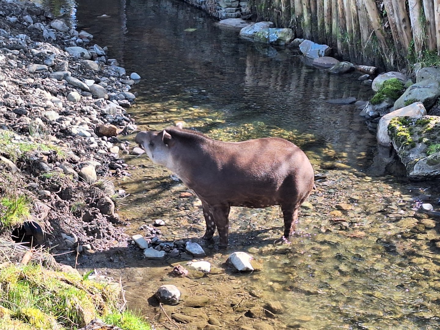 Tapir