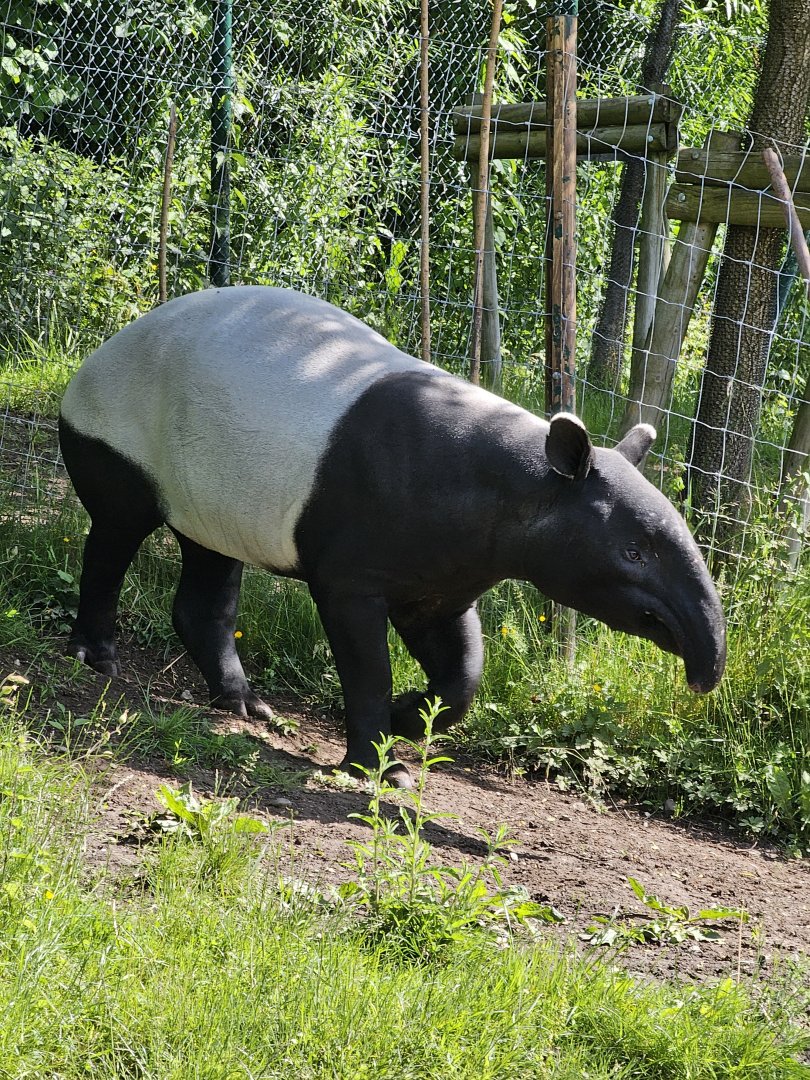 Tapir