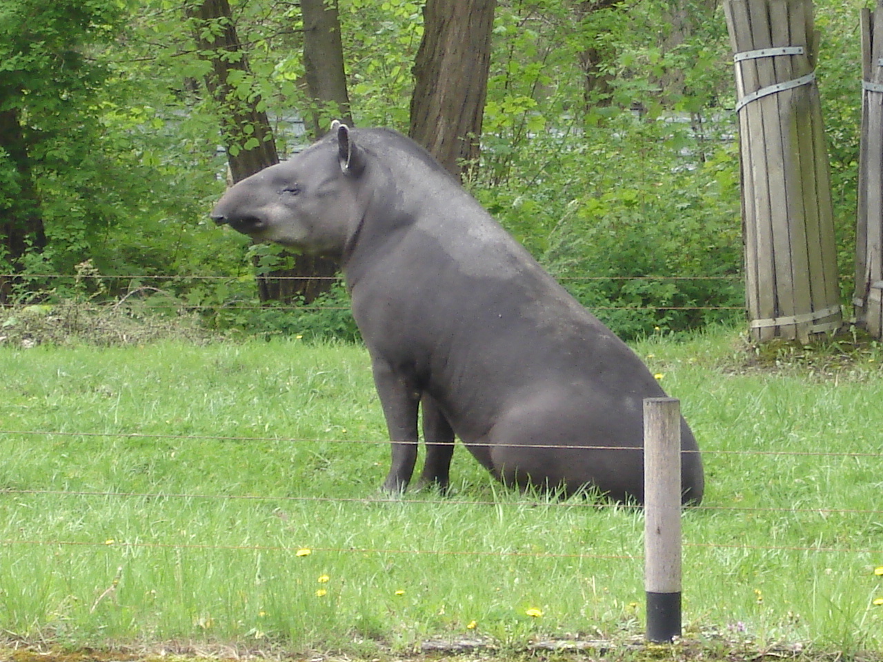 Tapir