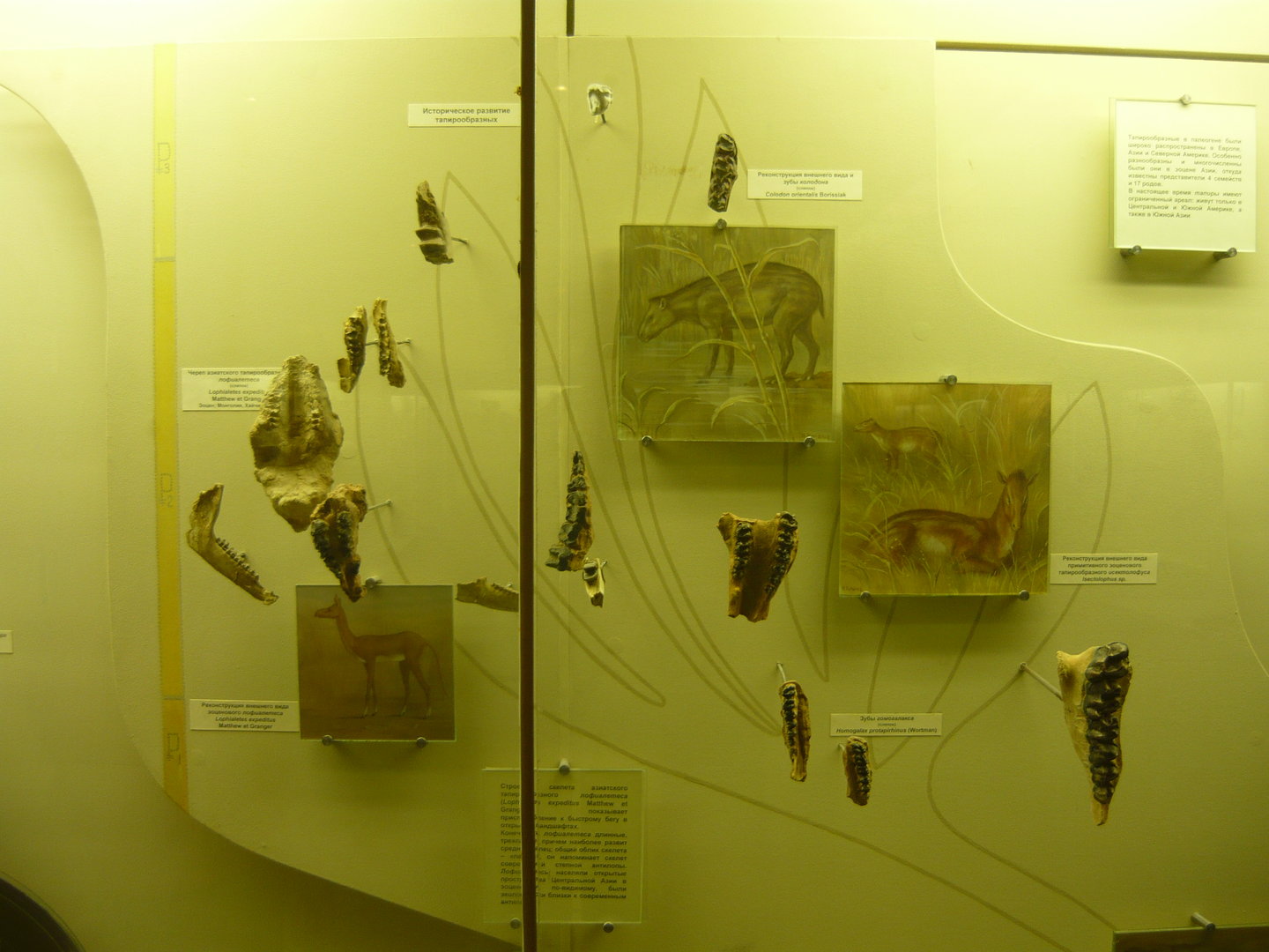 Tapiroid evolution showcase