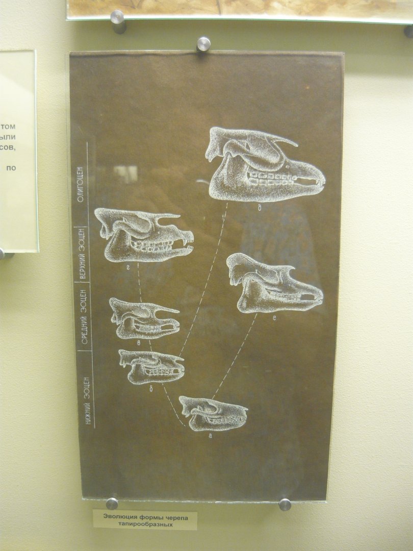 Tapiroid skull evolution