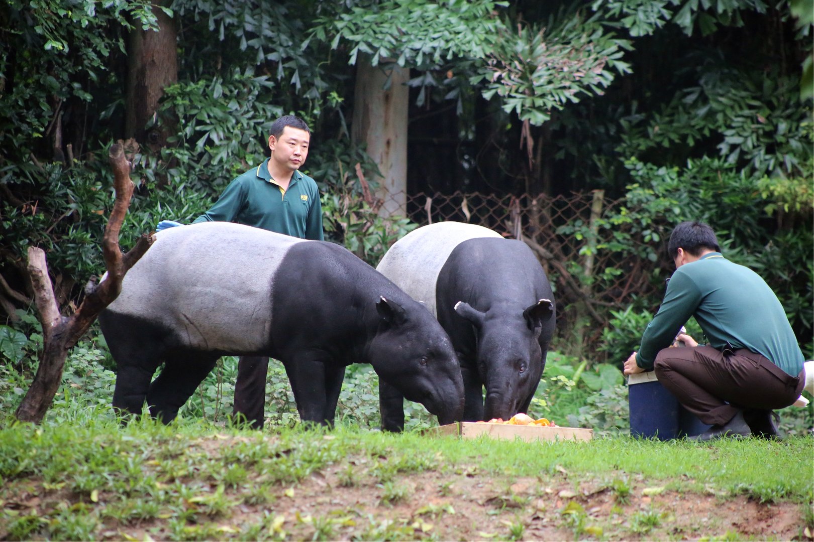 Tapirs and Keepers