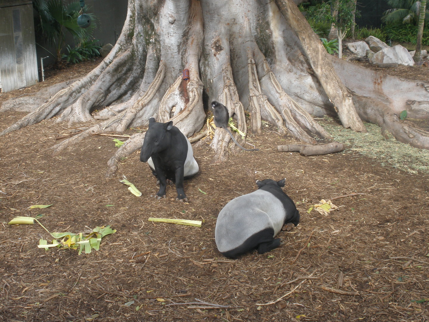 Tapirs and Langur (2010)