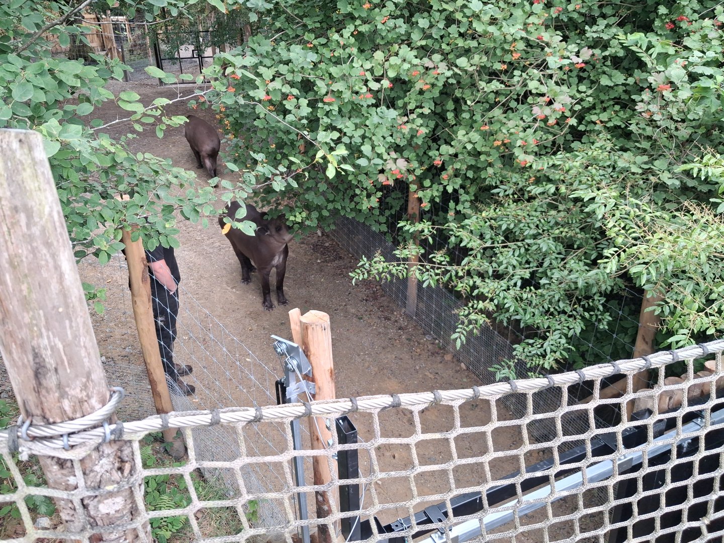 Tapirs being transferred to one of their rotational enclosures