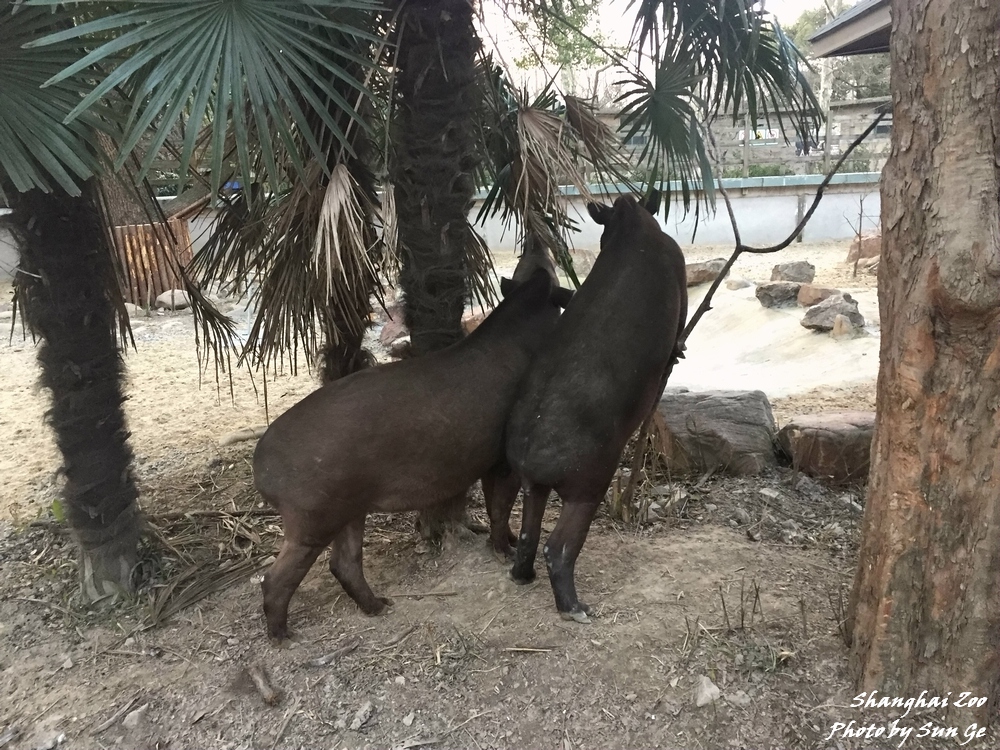 Tapirs feeding on the palm