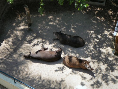 tapirs from cable car