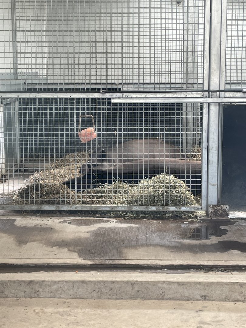 Tapirs in indoor area at YWP