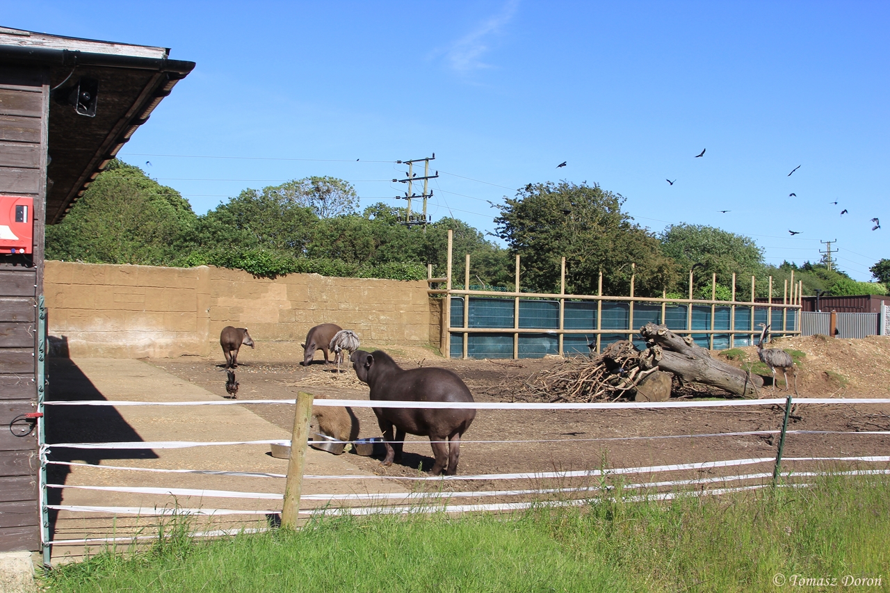 Tapirs, Pacas and Rheas paddock