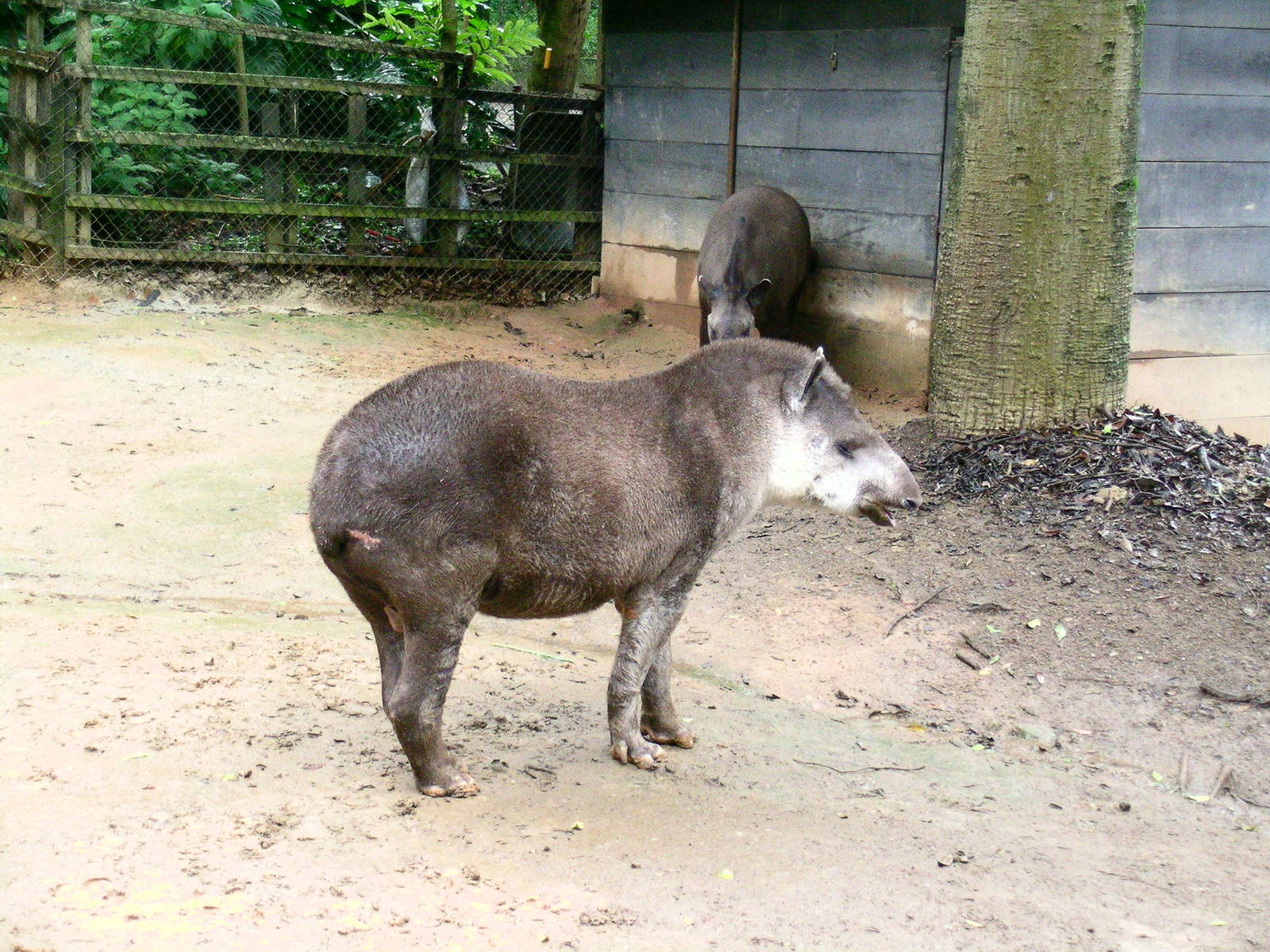 Tapirs