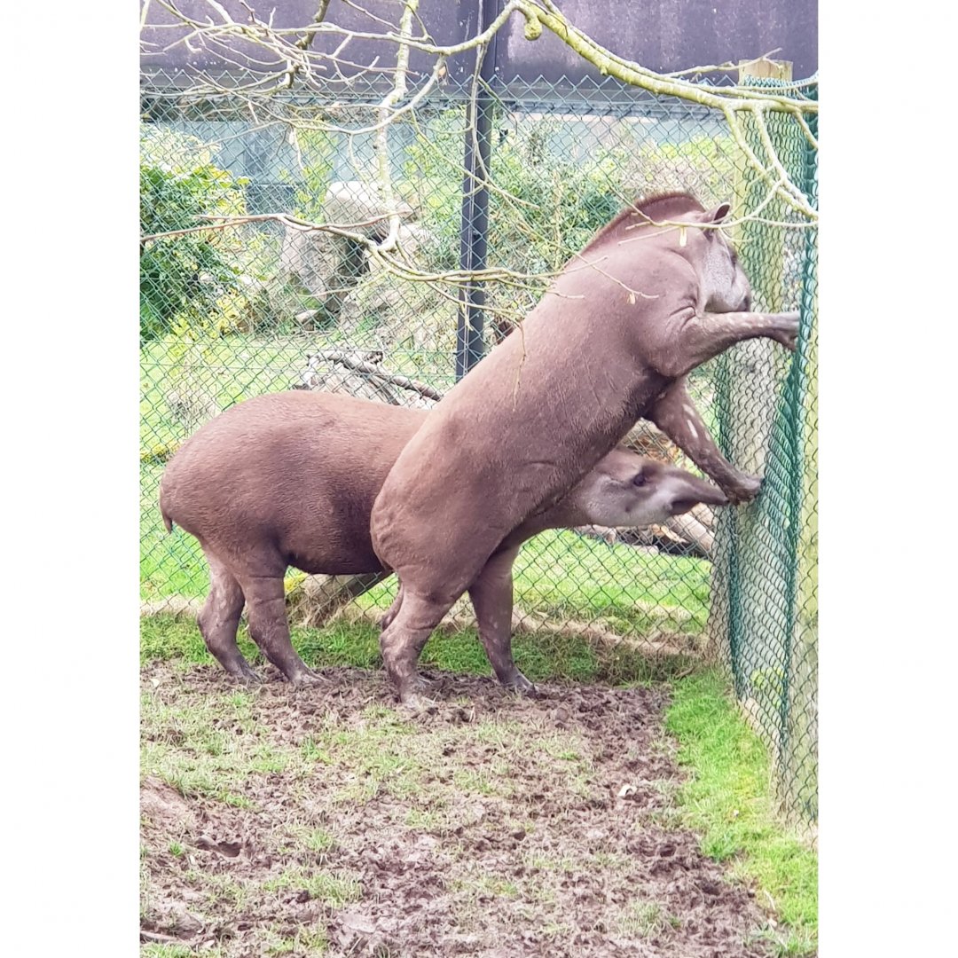 Tapirs