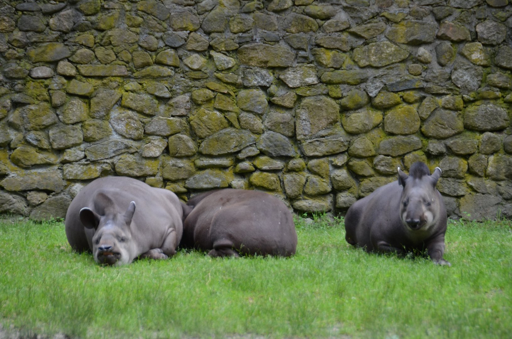 Tapirs