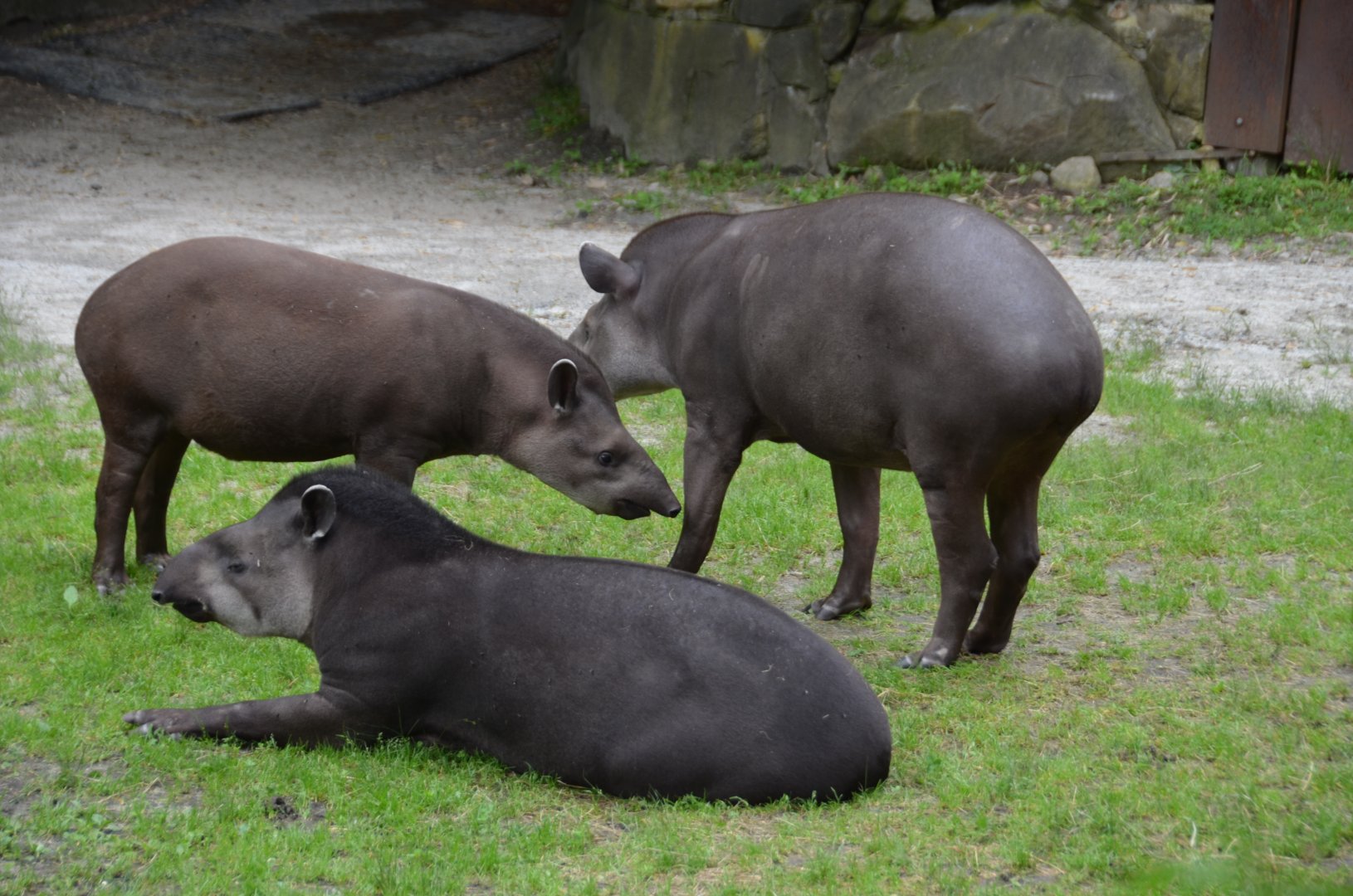 Tapirs