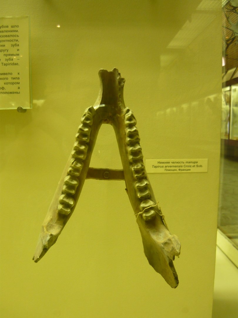Tapirus arvenensis mandible