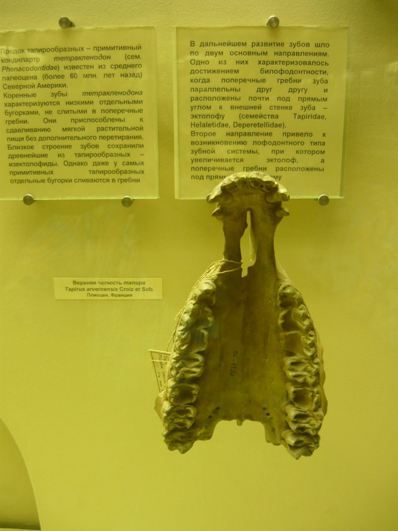 Tapirus arvenensis upper jaw