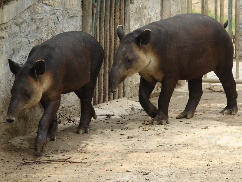 Tapirus bairdii / Baird's Tapir